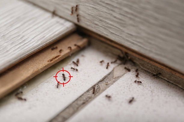 Trusted Evanston, WY Pest Control Experts