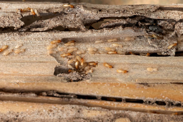 Best Pest Prevention Services  in Evanston, WY